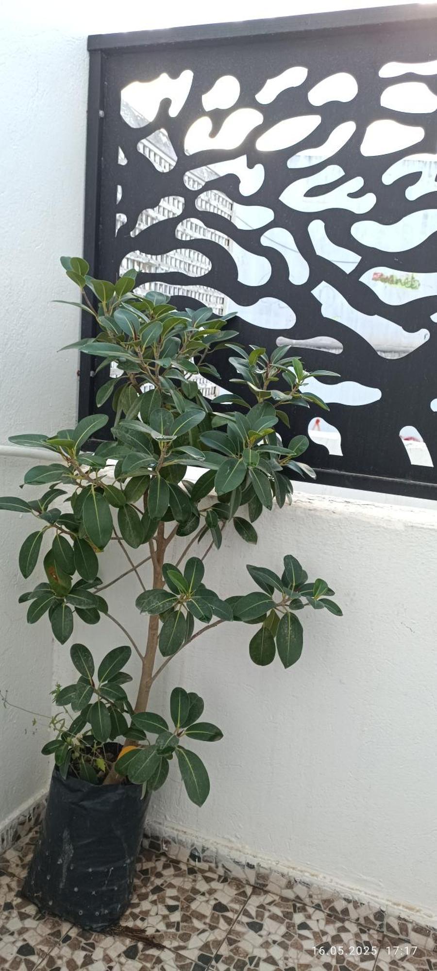 Residence Debbabi Sans Coupure D'Eau Monastir Habitación foto